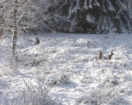 Chevreuils au Beillard - Photo F.GUYOT